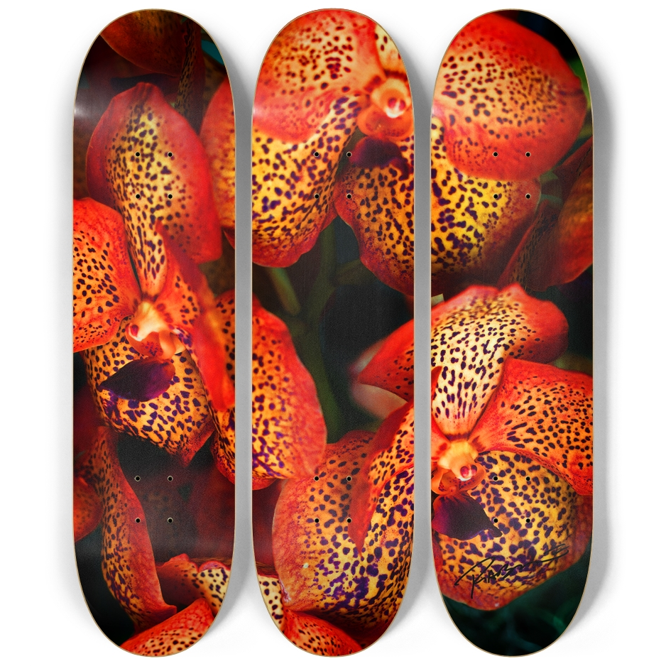 Vanda 1