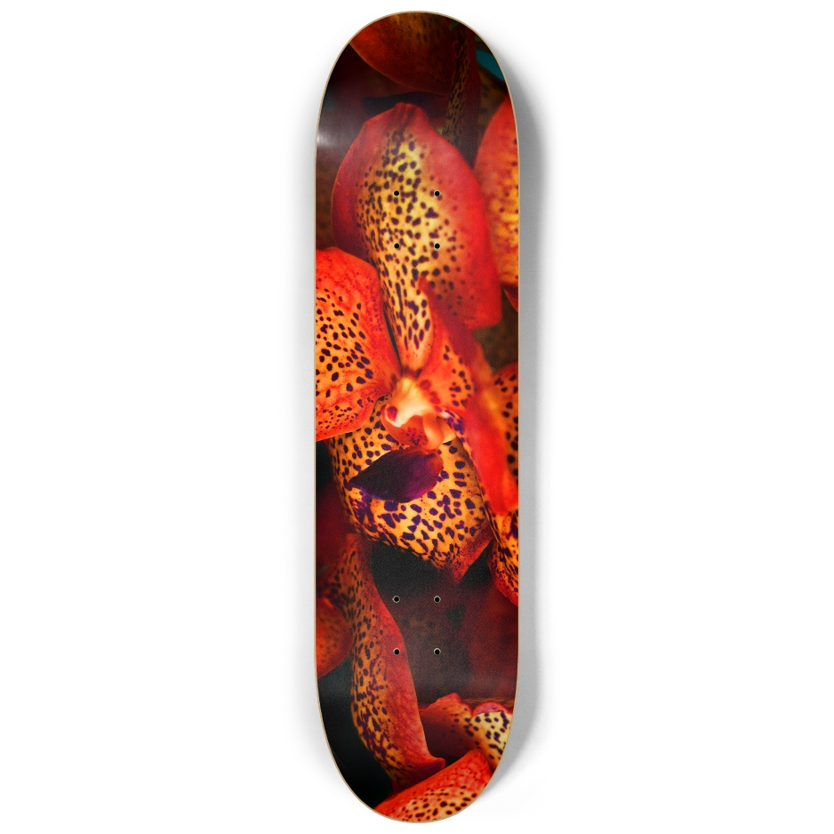 Vanda 1
