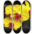 Phalaenopsis Orchid