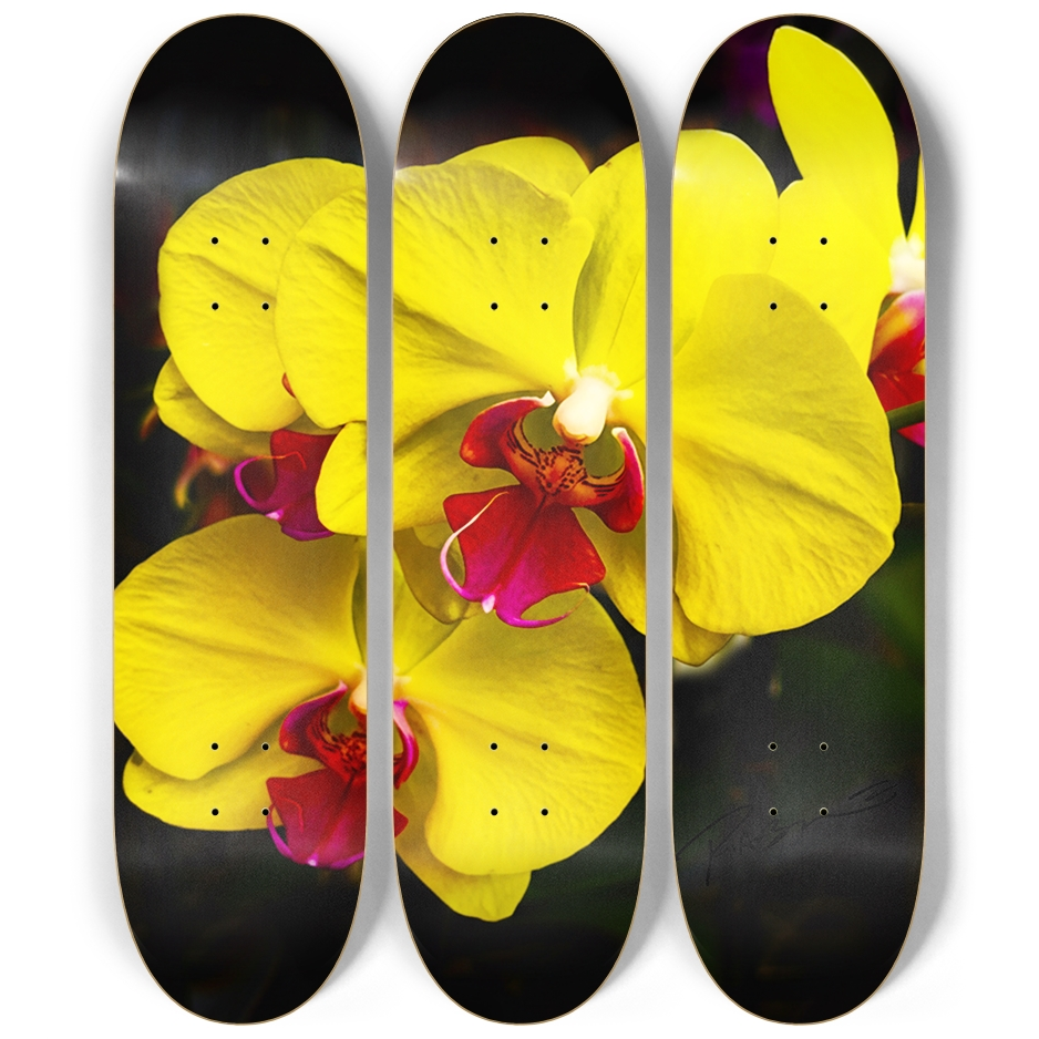 Phalaenopsis Orchid