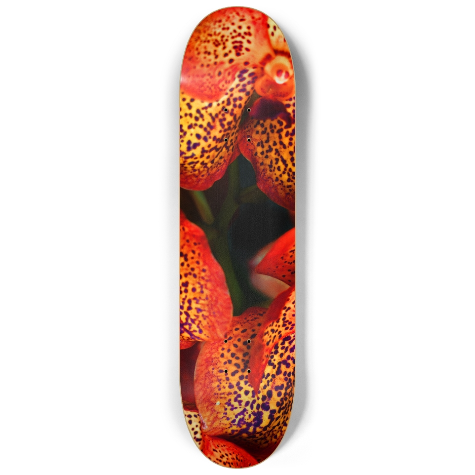 Vanda 1